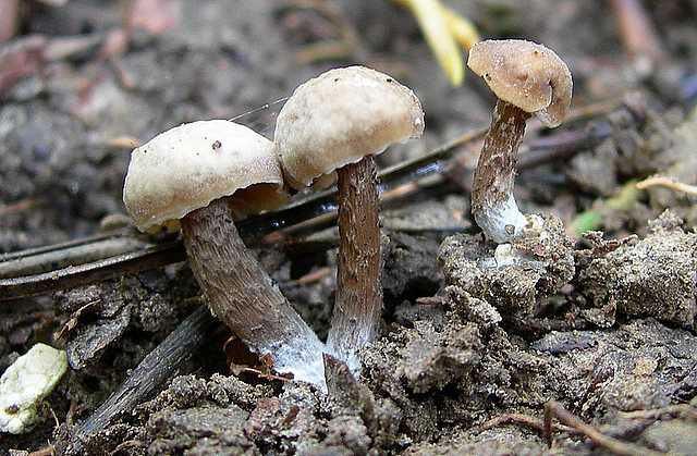 2005 :  Un anno di funghi